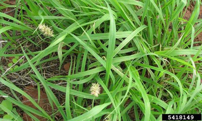 sandspur-patch