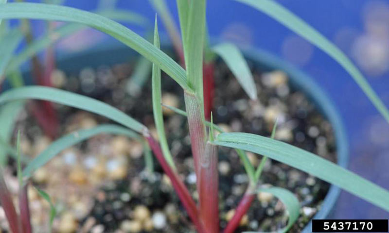 red-sandspur