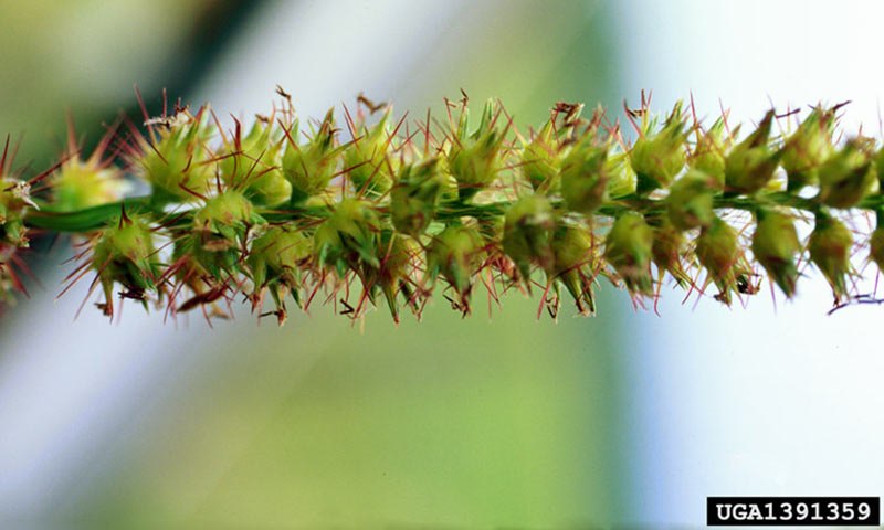 sandspur-flower