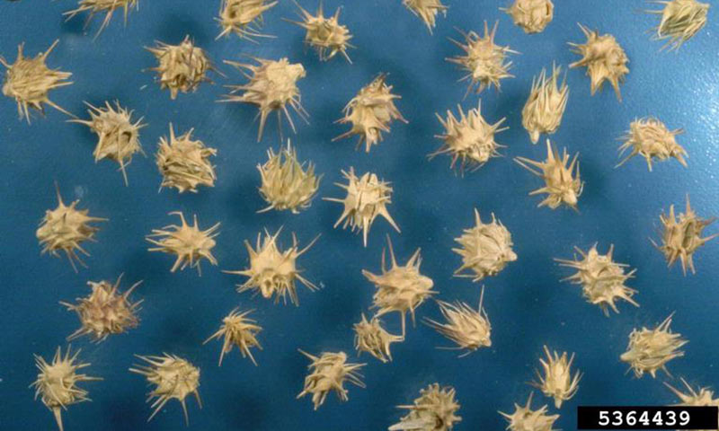 sandspur-seeds