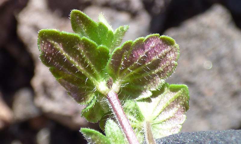 speedwell-hairy-stem