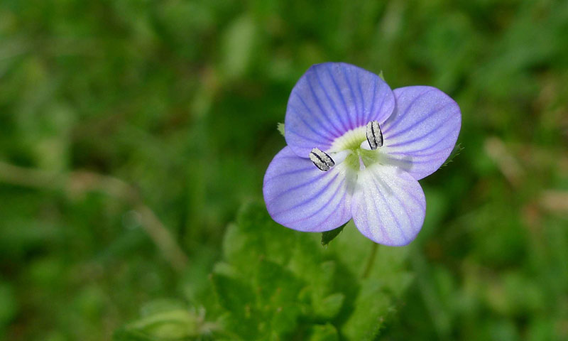 speedwell-flower-close-up