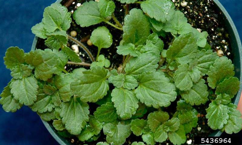 speedwell-foliage