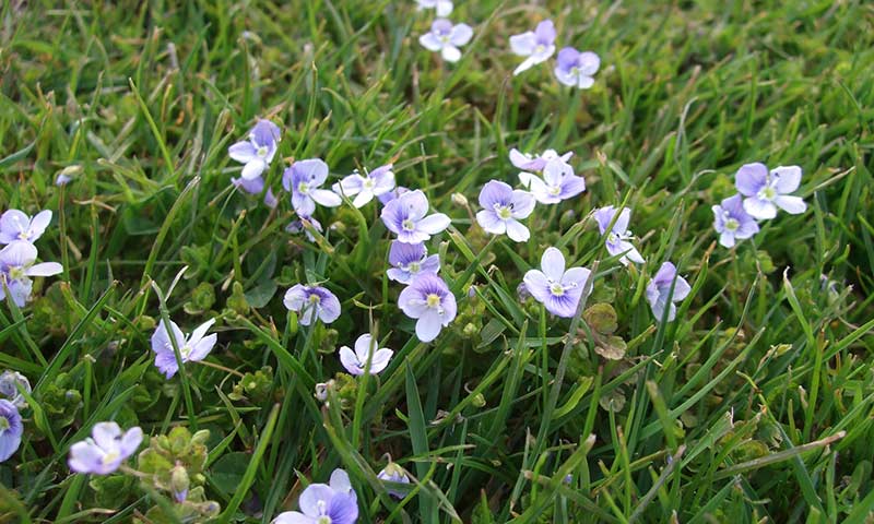 speedwell-on-grass