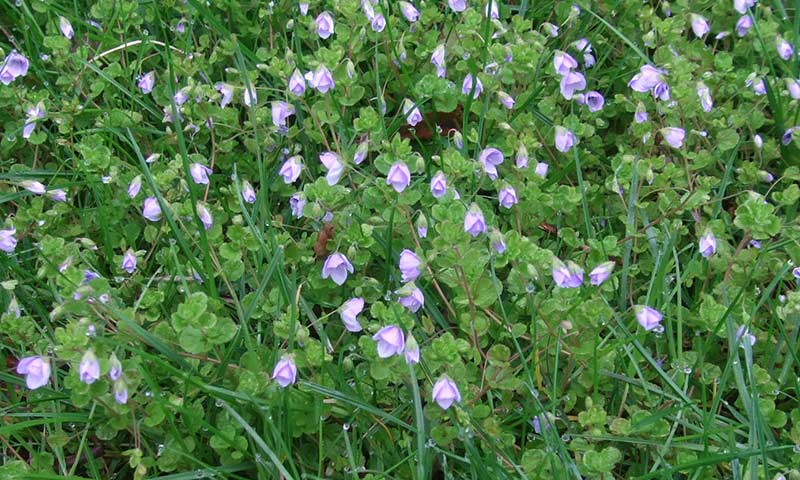 speedwell-patch