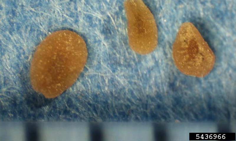 speedwell-seeds