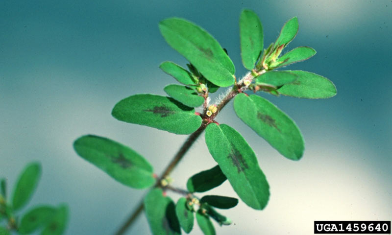 spurge-foliage