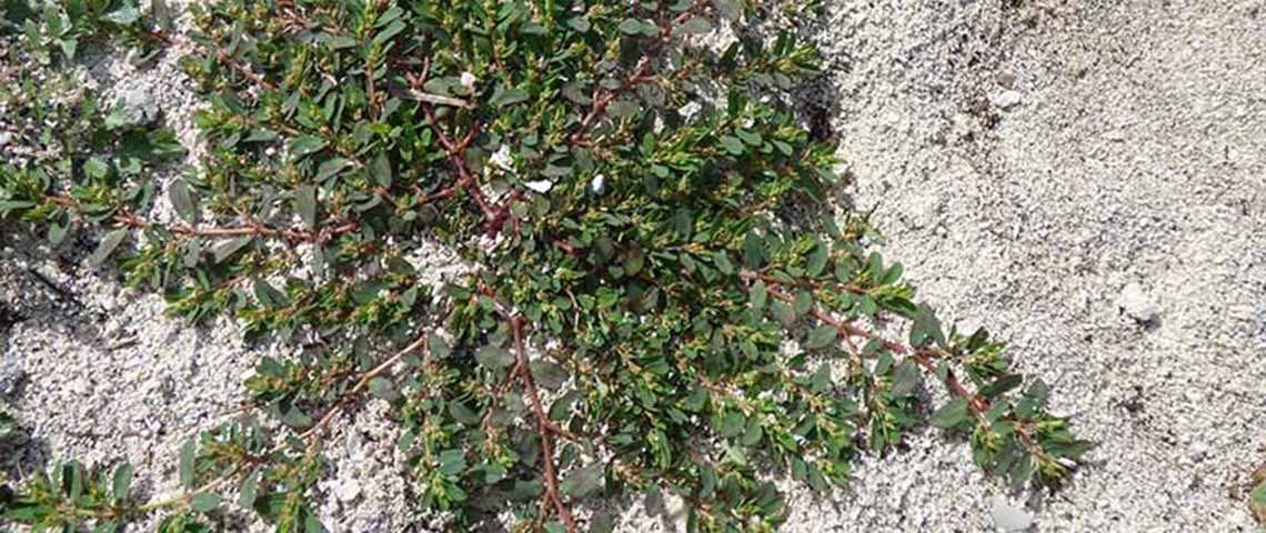 spurge