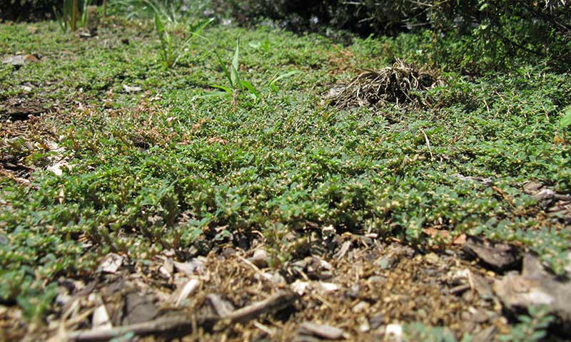 spurge-infestation
