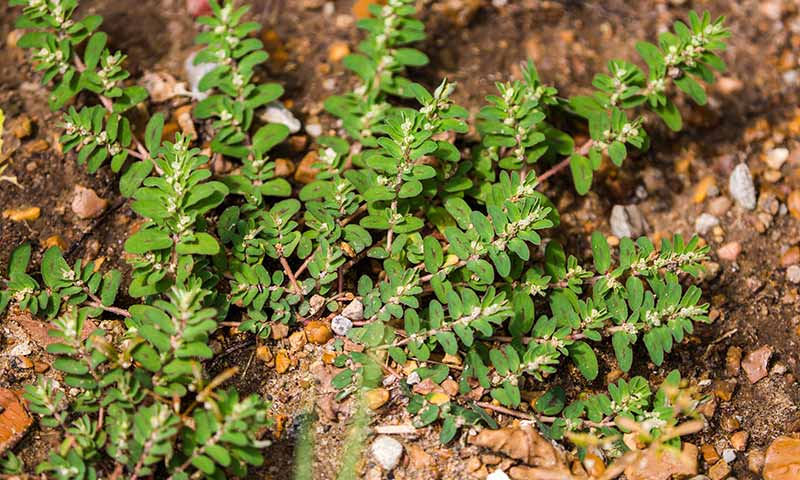 spurge-leaf-stems-and-flowers