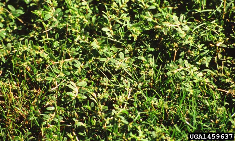 spurge-patch