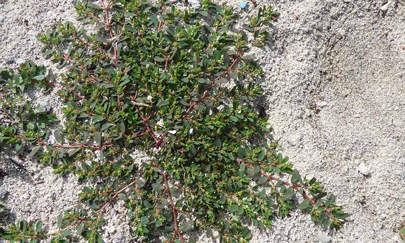 spurge-plant