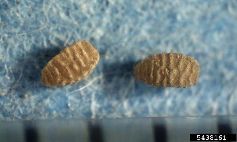 spurge-seeds
