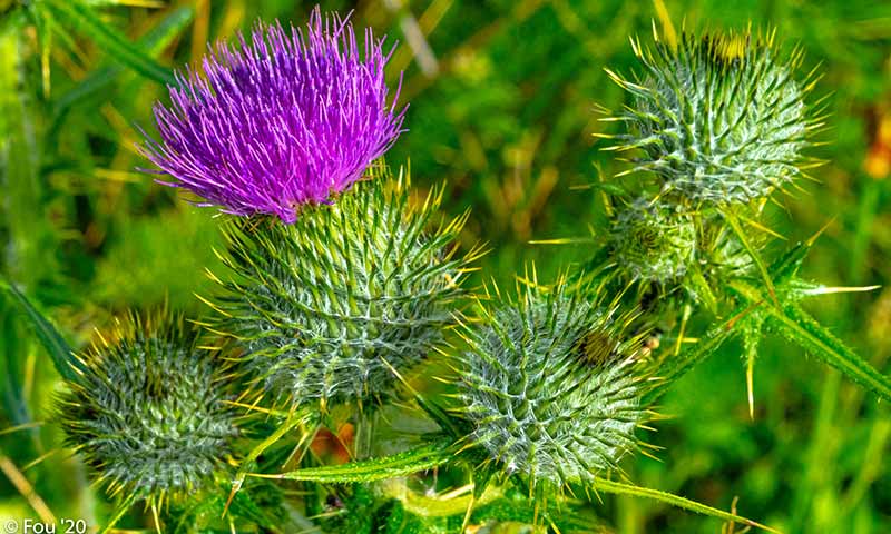 bull-flower-heads