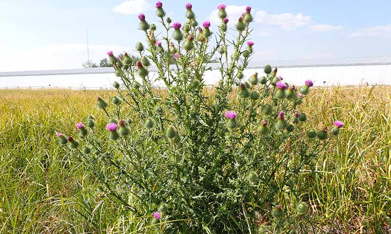 bull-mature-flower-plant