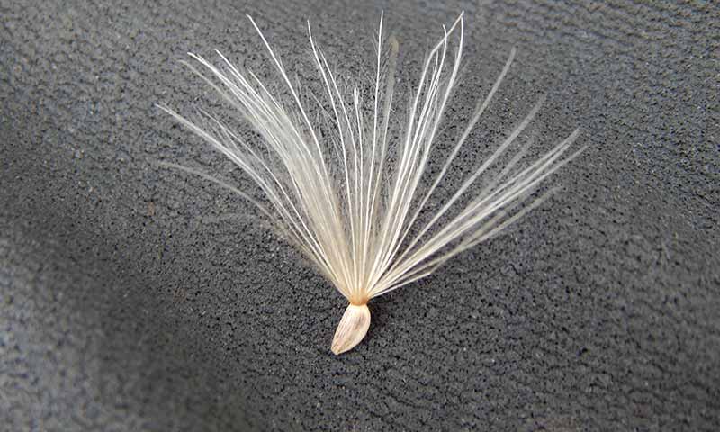 bull-seed