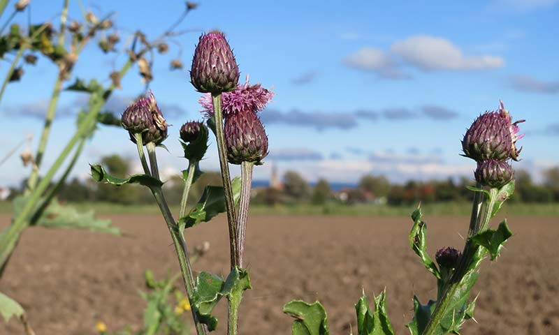 canada-coming-into-flower