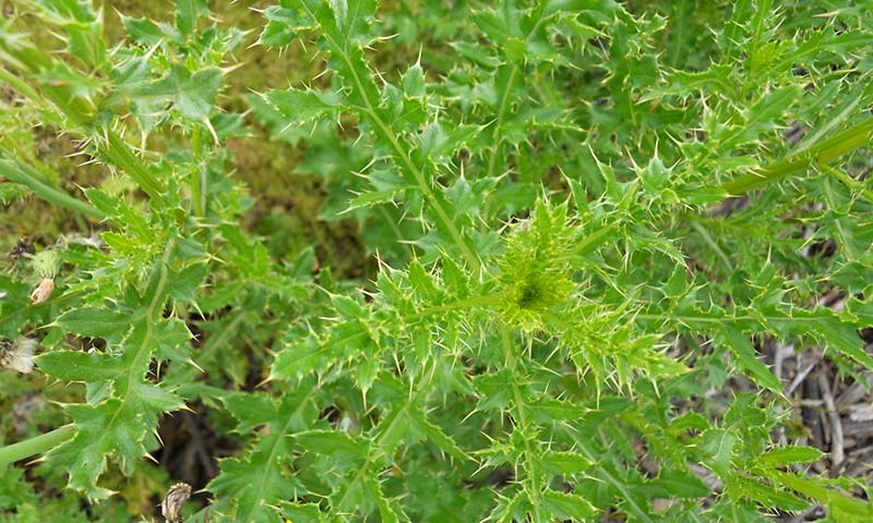 canada-foliage