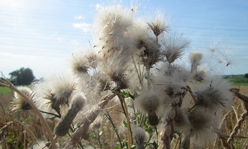 canada-seed-release