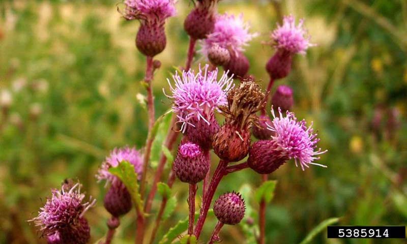 canada-thistle