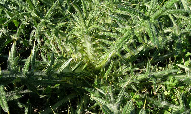 rosette-spine