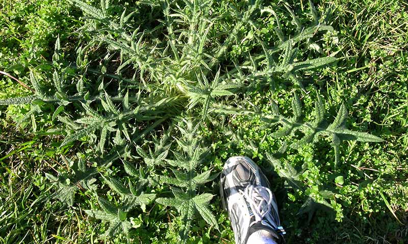 thistle-first-year-rosette