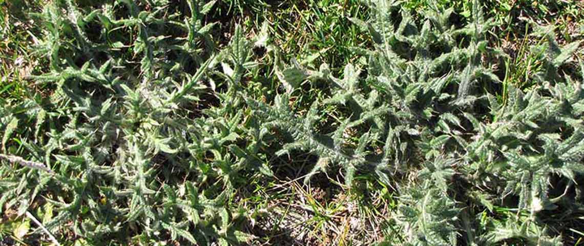 thistle