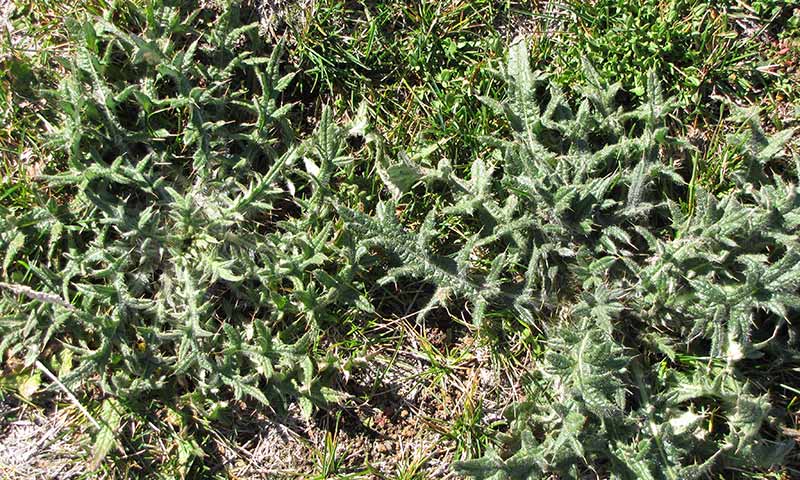 thistle-patch