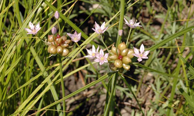 wild-onion-flower-and-bulblet