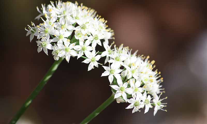 wild-onion-flowers