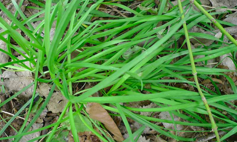 wild-onion-foliage