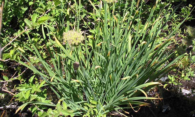 wild-onion-patch
