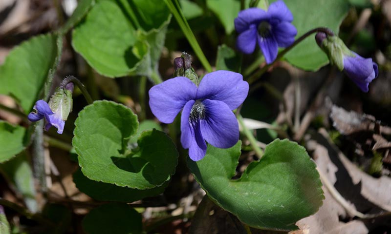 wild-violet-close-up