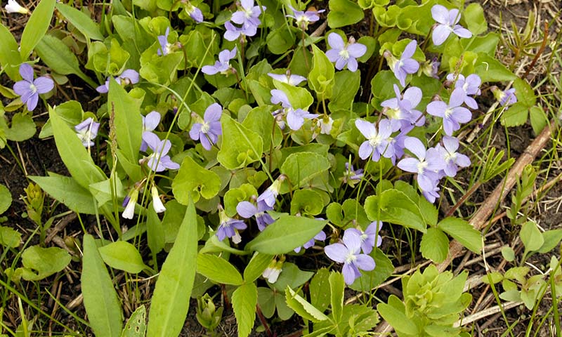 wild-violet-patch