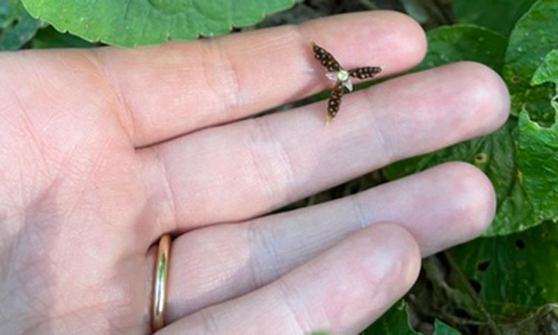 wild-violet-seed-pod