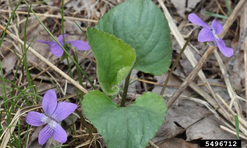 wild-violet-stems-and-flowers