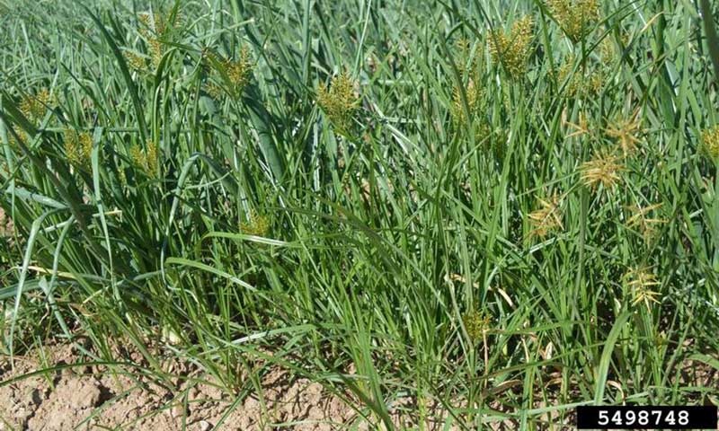 patch-of-yellow-nutsedge