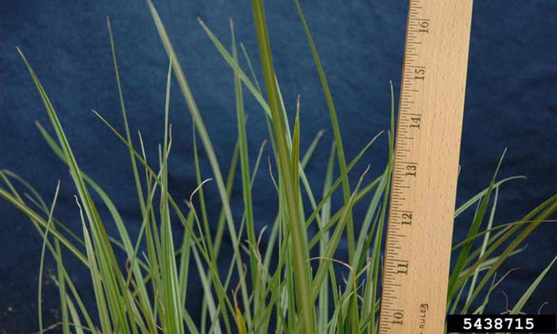 yellow-nutsedge-foilage