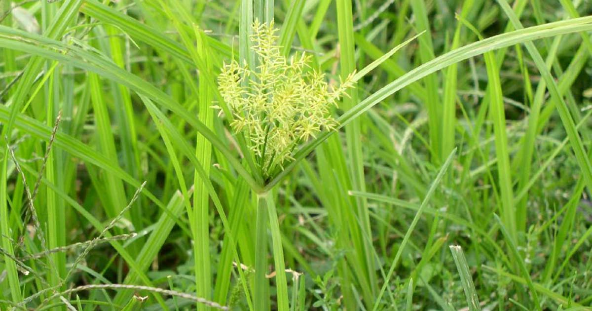 yellow-nutsedge