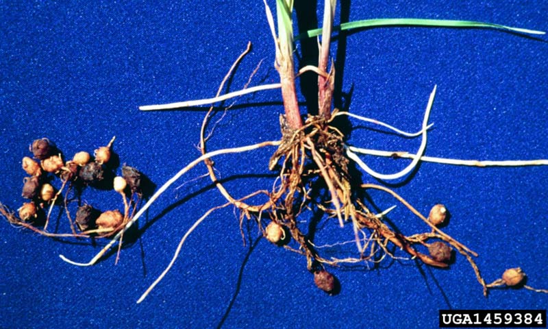 yellow-nutsedge-seeds