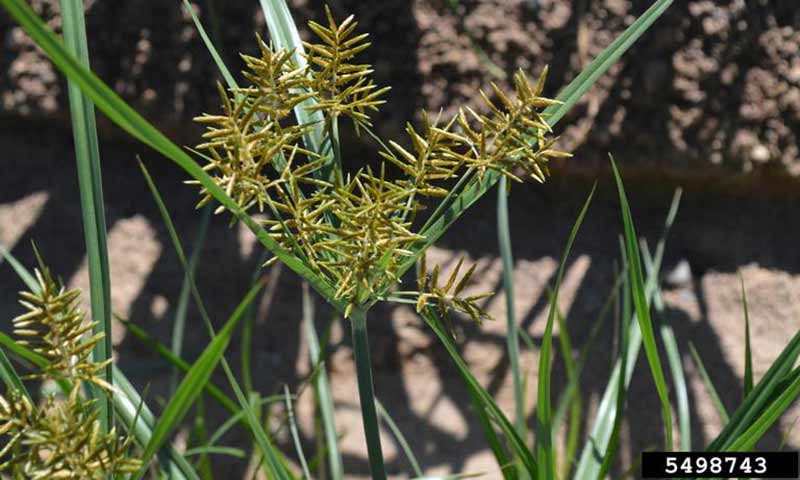 yellow-nutsedge-spikes