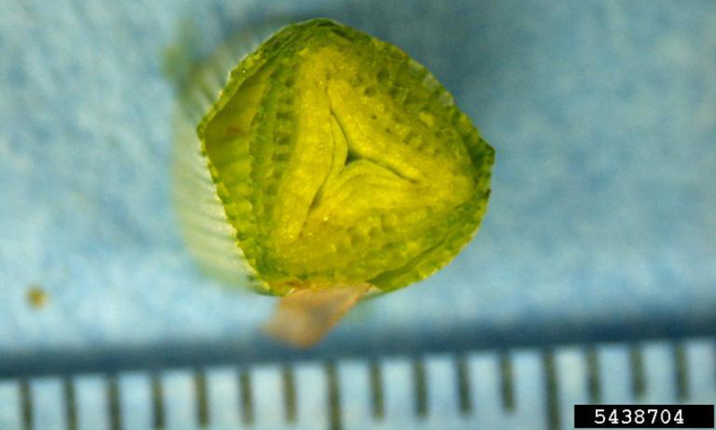 yellow-nutsedge-stem