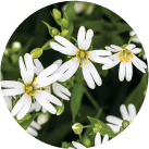 Chickweed