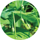 Wild Onion