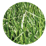 Course Fescue