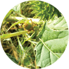 Spur Weed