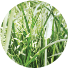 poa annua