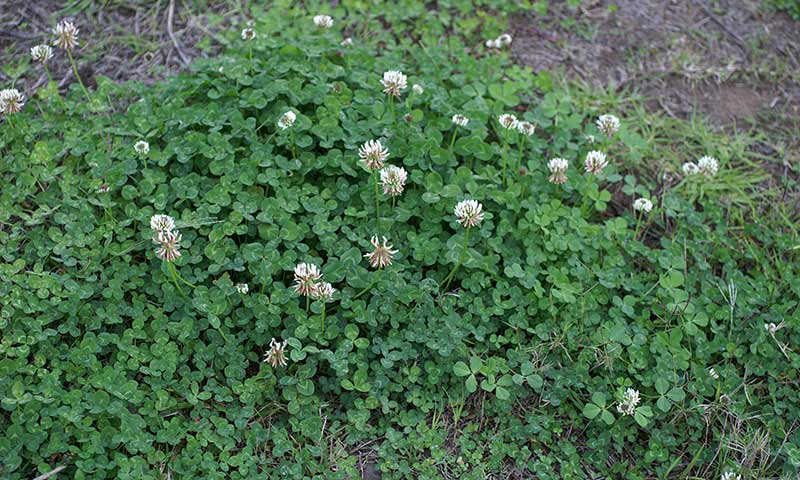 white-clover