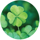 Clover