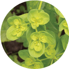 Spurge
